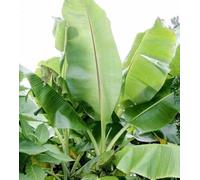 Bananier musa sikkimensis 6 l 80-100 cm