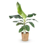Bananiers Musa acuminata Dwarf Cavendish 70-75cm, 21cm, avec panier, faciles