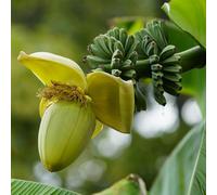 Bananiers Musa Basjoo, 2 plants, plante fruitière résistante au froid, Ø17cm
