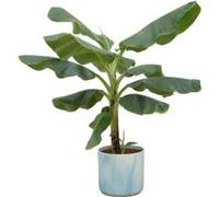 Bananiers Musa - Plante d'intérieur - env. 100cm de haut - Ø22cm - cache-pot