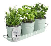 Barnyard Designs Lot de 3 Pots de Fleurs à Herbes aromatiques avec Plateau pour l'intérieur ou l'extérieur, en métal Doux Menthe (11 x 10 cm sur Plateau de 32 x 10 cm)