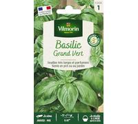 Basilic Grand Vert