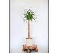 Beaucarnea 130cm - plante d'intérieur