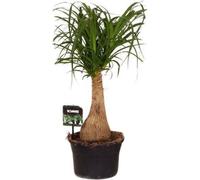 Beaucarnea Nolina (pied d'éléphant) Ø19cm, 60cm, plante d'intérieur facile