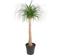 Beaucarnea « pied d'éléphant » 120cm, Ø32cm : plante d'intérieur au tronc épais