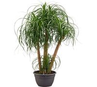 Beaucarnea (pied d'éléphant) - Plante d'intérieur de 130cm, facile d'entretien