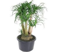 Beaucarnea, plante d'intérieur Ø41cm × 110cm - plante verte facile d'entretien