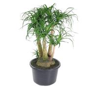 Beaucarnea ramifiée - 100-110cm - Ø41cm - Plante d'intérieur - Vert persistant