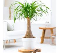 Beaucarnea Recurvata 40-50 cm en Pot Pied d’éléphant Plante d'intérieur Cadeau