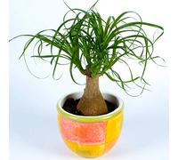 Beaucarnea Recurvata 40-50 cm en Pot Plante d'intérieur Vigoureuse pour la Maison ou le Bureau