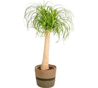 Beaucarnea Recurvata avec panier en osier naturel - Hauteur 80-100cm - Ø24cm