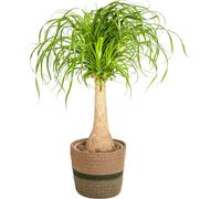 Beaucarnea Recurvata avec panier naturel - Hauteur 60-80cm - Ø21cm - Plante