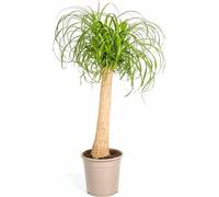 Beaucarnea Recurvata (pied d'éléphant) Ø24cm, 80-100cm, plante d'intérieur