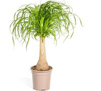 Beaucarnea Recurvata (pied d'éléphant), plante d'intérieur, Ø21cm, hauteur