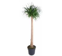 Beaucarnea XXL - plante d'intérieur d'environ 180 à 200cm - pied d'éléphant au