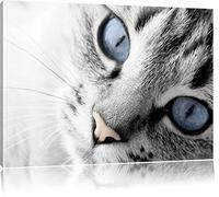 beaux yeux de chat noir / blanc Taille: 60x40 sur toile, énorme XXL Photos complètement encadrées avec civière, art impression sur murale avec cadre, moins cher que la peinture ou la peinture à l'huile, aucune affiche ou un poster