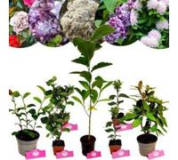 Beet-Set – Élégance florale – 7 plantes – Kit de plantes de jardin de 6 m²