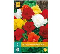 Begonias Grandiflora - Mélange de 3 - Fleurs à Bulbes