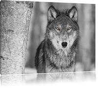 belle loup vigilant noir / blanc Taille: 120x80 sur toile, énorme XXL Photos complètement encadrée avec civière, art impression sur murale avec cadre, moins cher que la peinture ou la peinture à l'huile, aucune affiche ou un poster