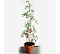 bellissa Tomatenturm - 90401 - Aide à l'escalade pour tomates et concombres - Support pour la Plantation de légumes - diamètre 13 cm, Hauteur 180 cm