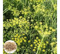 Benoon Graines De Fenouil, 100 Pcs/Sac Graines De Fenouil Herbes D'assaisonnement Sans OGM Planter Des Semis De Légumes Culinaires Frais Pour Le Jardin Graines de fenouil