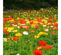 Benoon Graines De Papaver Rhoeas, 500 Pièces/Sac Graines De Papaver Rhoeas Annuelles Bonne Récolte Graines De Fleurs De Jardin Bonsaï écologiques Pour La Maison Graines de pavot de maïs