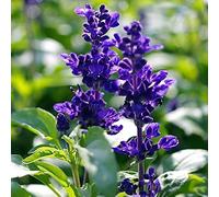 Benoon Graines De Sauge Bleue, 200 Pièces/Sac Graines De Sauge Bleue Salvia Semis Intérieur Décor à La Maison Fleurs Plantes Bonsaï Semis Pour Le Jardinage Bleu
