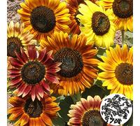 Benoon Graines De Tournesol, 100 Pièces/Sac Graines De Tournesol Parfumées à Croissance Rapide Couleurs Mélangées Couleur Mélangée Helianthus Annuus Graines De Fleurs Pour Jardin Graines de tournesol
