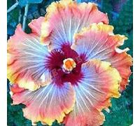 Benoon Graines D'hibiscus, 50 Pièces/Sac Graines D'hibiscus Fleur Tropicale Décor à La Maison Vivace En Pot Bonsaï Graines De Plantes Pour Jardin Graines d'hibiscus
