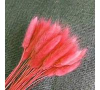 Benoon Semi Di Lagurus Ovatus, 100 Pz/Borsa Semi Di Lagurus Ovatus Erbacce Decorative Forma Di Coda Di Coniglietto Semi Di Lagurus Ovatus Fiorenti Per Cortile Rosso