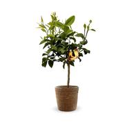 Bergamote avec panier en jonc de mer - agrume méditerranéen - arbre fruitier - ↕ 75-85 cm - ⌀ 22 cm