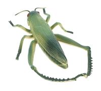 BESPORTBLE Figurine Sauterelle Réaliste en Plastique pour Décoration De Jardin, Modèle Insecte Grand Format, Jouet Éducatif Et Décoration De Fête, Présent D'invité Insecte Unique Et Réutilisable