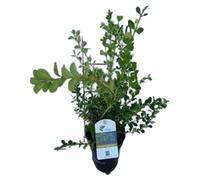 BetterBuxus® Babylon Beauty - Buxus betterbuxus 'Babylon Beauty' | 30-40 cm en conteneur