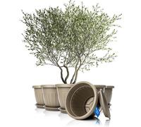 BigDean 6x pot de fleurs avec soucoupe, rond, ø50 x H38 cm, couleur moka/marron - bac à plantes résistant aux intempéries - système de drainage, résistant aux UV, en plastique incassable