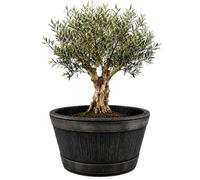 BigDean Fût de vin en chêne XL 90 litres Pot de fleurs 63x38 cm Mini bassin | Mini bassin en plastique pour bassin de jardin, réplique d'un diamètre de 63 cm, hauteur de 38 cm, environ 90 litres