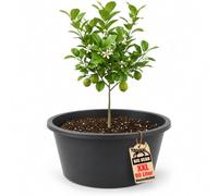 BigDean Pot de fleurs XXL - 90 l - Hauteur : 35 cm - Diamètre : 65 cm - Fabriqué en Europe