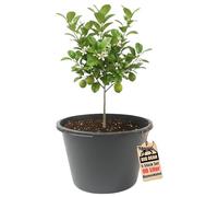 BigDean Pot de fleurs XXL - 90 l - Hauteur : 43 cm - Diamètre : 63 cm - Fabriqué en Europe