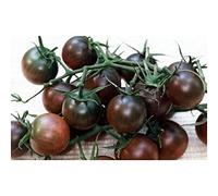 Black Cherry Tomate - Tomates cerises noires - 10 graines