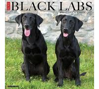 Black Labs 2027 Wall