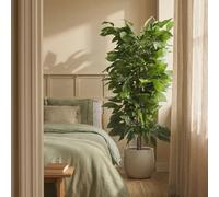Blaine - Plante Artificielle Manguier 180 cm | Fausse Plante avec Aspect Hyperréaliste pour la Décoration de Chambre D'intérieur et de Bureau Sans Entretien
