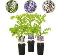 Blauwe regen - Wisteria floribunda Tricolour - Bloemen Blauw Roze Wit - 3 planten - 30-40cm - Ø10cm - Plante de jardin