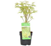 Bloomique - Acer palmatum 'Butterfly' - Érable du Japon - Feuillage panaché - Résistant au froid - Hauteur 20-30 cm - Pot 10,5 cm