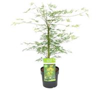 Bloomique - Acer Palmatum Emerald Lace - Érable du Japon - Feuillage vert - Plantes de jardin - Résistant au gel - Hauteur 50-70 cm - Pot 19 cm