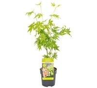 Bloomique - Acer palmatum 'Going Green' - Érable du Japon - Feuillage vert - Résistant au froid - Hauteur 20-30 cm - Pot 10,5 cm