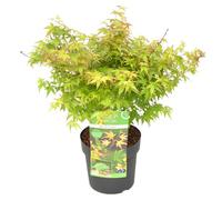 Bloomique - Acer Palmatum Little Princess - Érable du Japon - Plantes de jardin - Résistant au gel - Hauteur 50-70 cm - Pot 19 cm