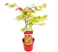 Bloomique - Acer Shirasawanum 'Moonrise' - Érable du Japon - Plantes de jardin - Résistant au gel - Hauteur 50-70 cm - Pot 19 cm