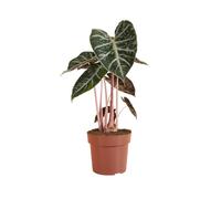 Bloomique - Alocasia Pink Dragon - Oreille d'éléphant - Plante d'intérieur - Dépolluante - Hauteur 50-70 cm - Pot 17 cm