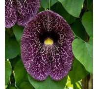 Bloomique - Aristolochia Macrophylla - Aristoloche à grandes feuilles - Plante grimpante - Rustique - Hauteur 60-80 cm - Pot 19 cm