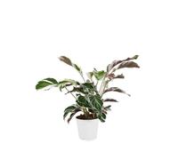 Bloomique - Calathea White Fusion - Plante d'intérieur - Facile d'entretien - Purifiante - Hauteur 40-50 cm - Pot de 14 cm