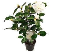 Bloomique - Camélia 'Nuccio's Gem' - Rose du Japon - Blanc - Arbuste - Persistant - Hauteur 30-35 cm